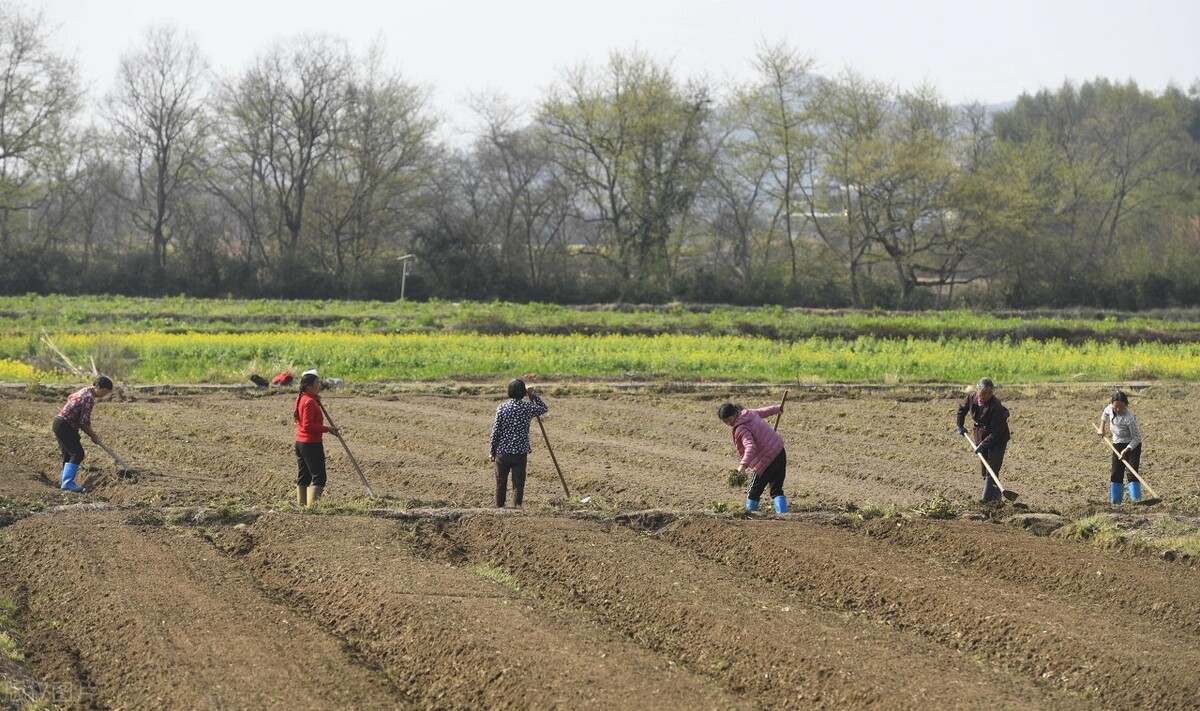 湖南省永州市道县梅花镇贵头村,农民在田间劳作