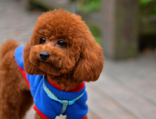 "纯种"泰迪犬,一般都有这6个特征!