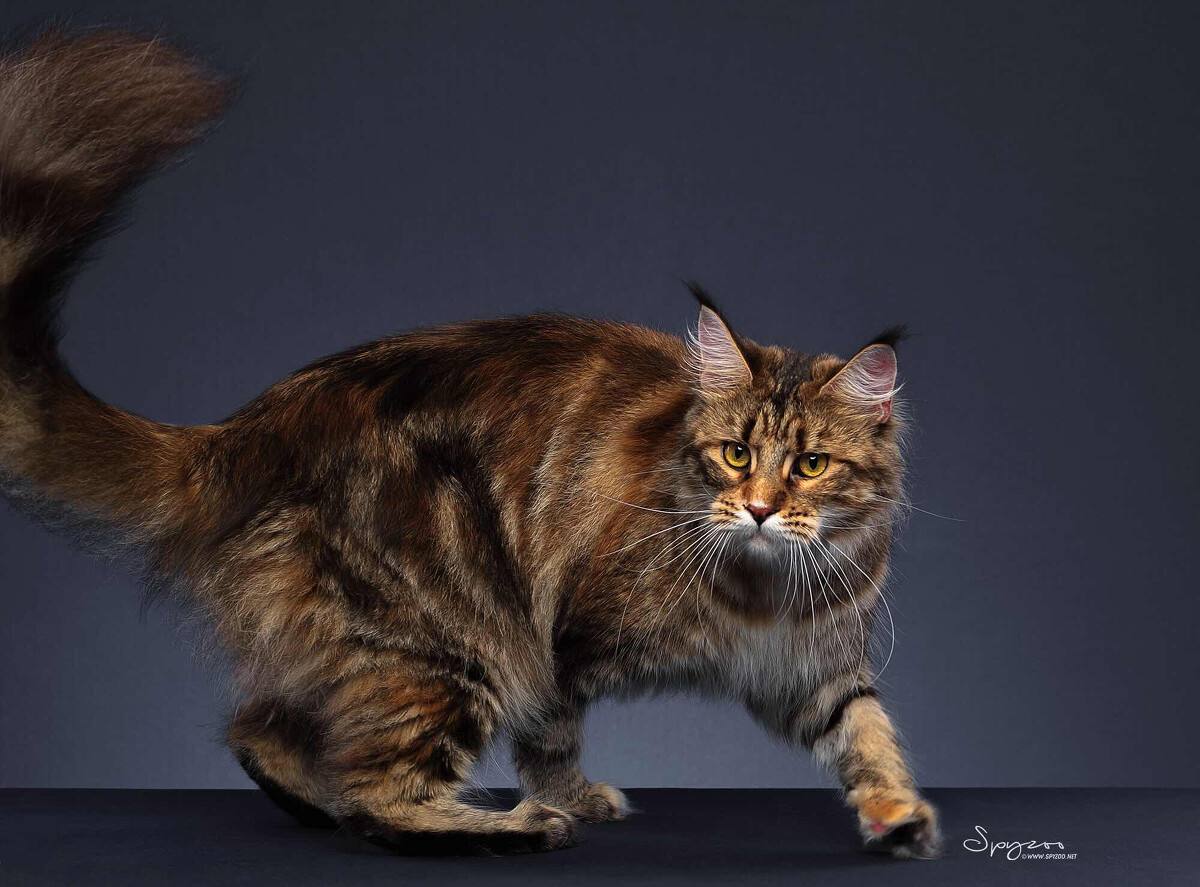 缅因猫长得那么帅气,却很少人饲养?只因它的几个缺点