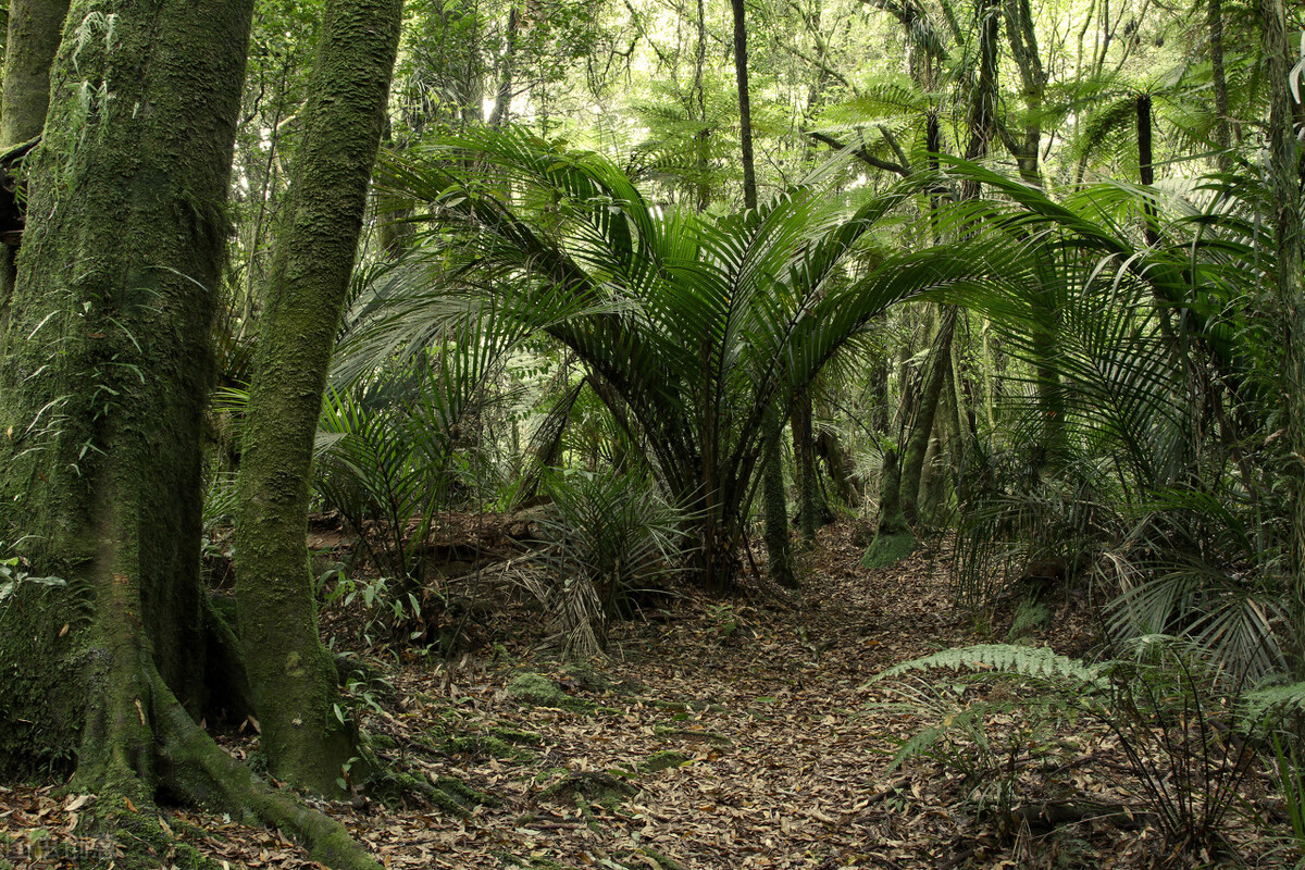 "地球之肺"——亚马逊热带雨林的巨大贡献和面临的劫难