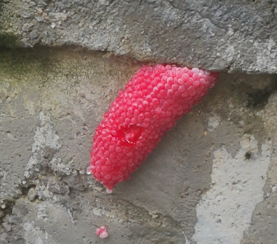 头皮发麻!玉溪这里出现大量粉红色福寿螺卵,千万别吃!