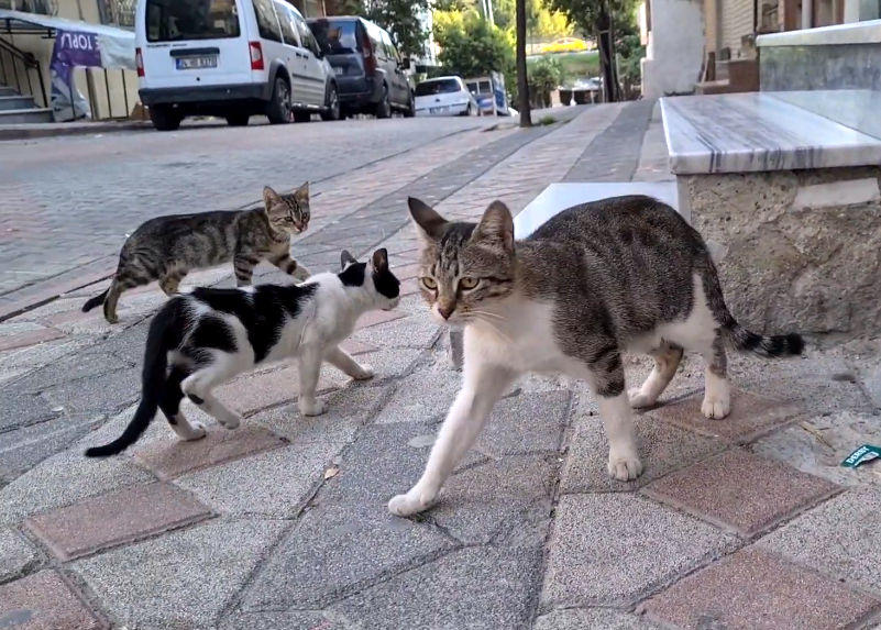 他们猫跑步图片