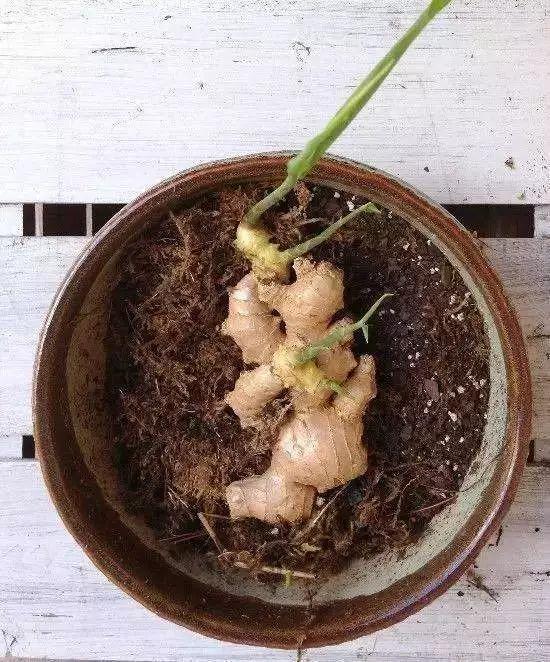 阳台盆栽的姜一年比一年收获多,我的"一桶姜山"指日可待