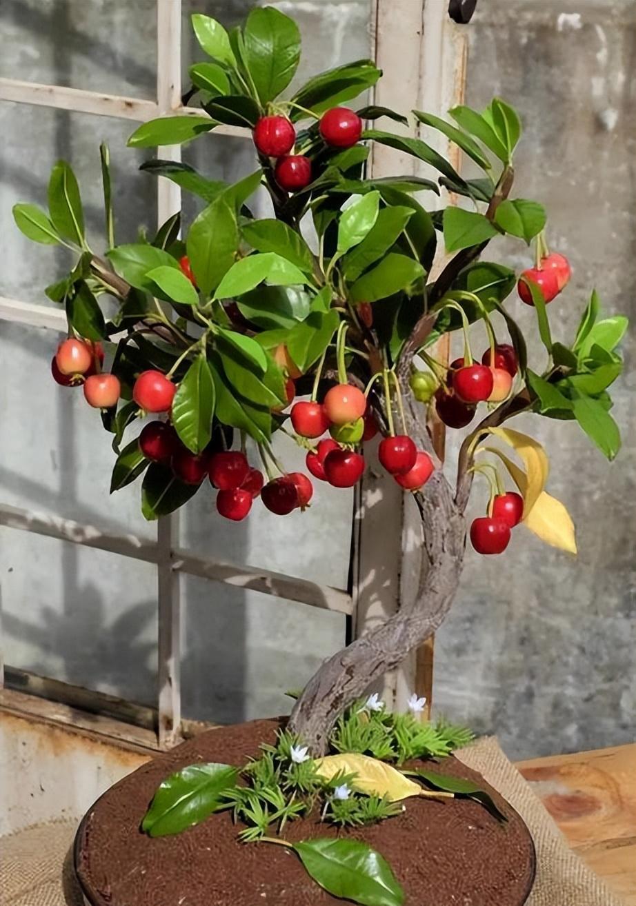 在家盆栽樱桃,打理简单,果肉美味可口,早日实现"车厘子"自由