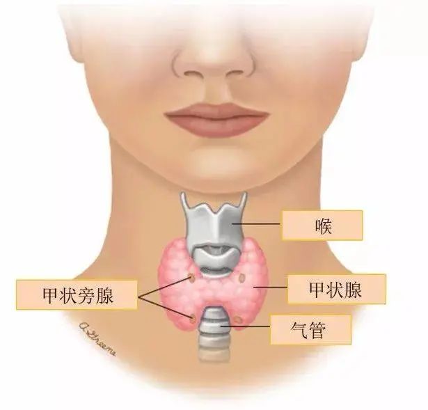 甲状旁腺解剖位置图片图片