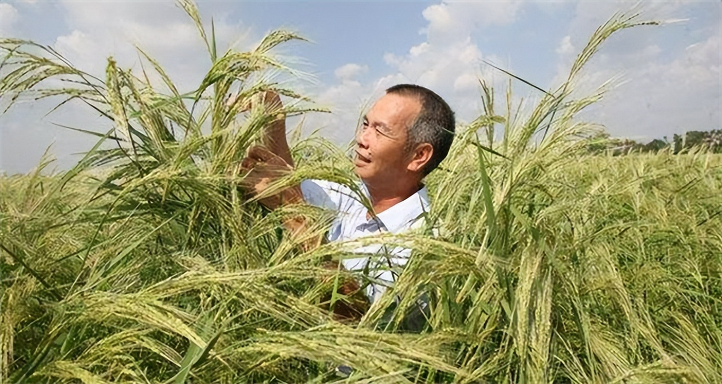 陈日胜海水稻图片