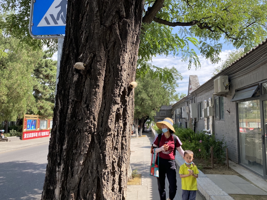 蚕蛹|北京这些树干被图钉钉上许多“蚕茧”，咋回事？回应来了