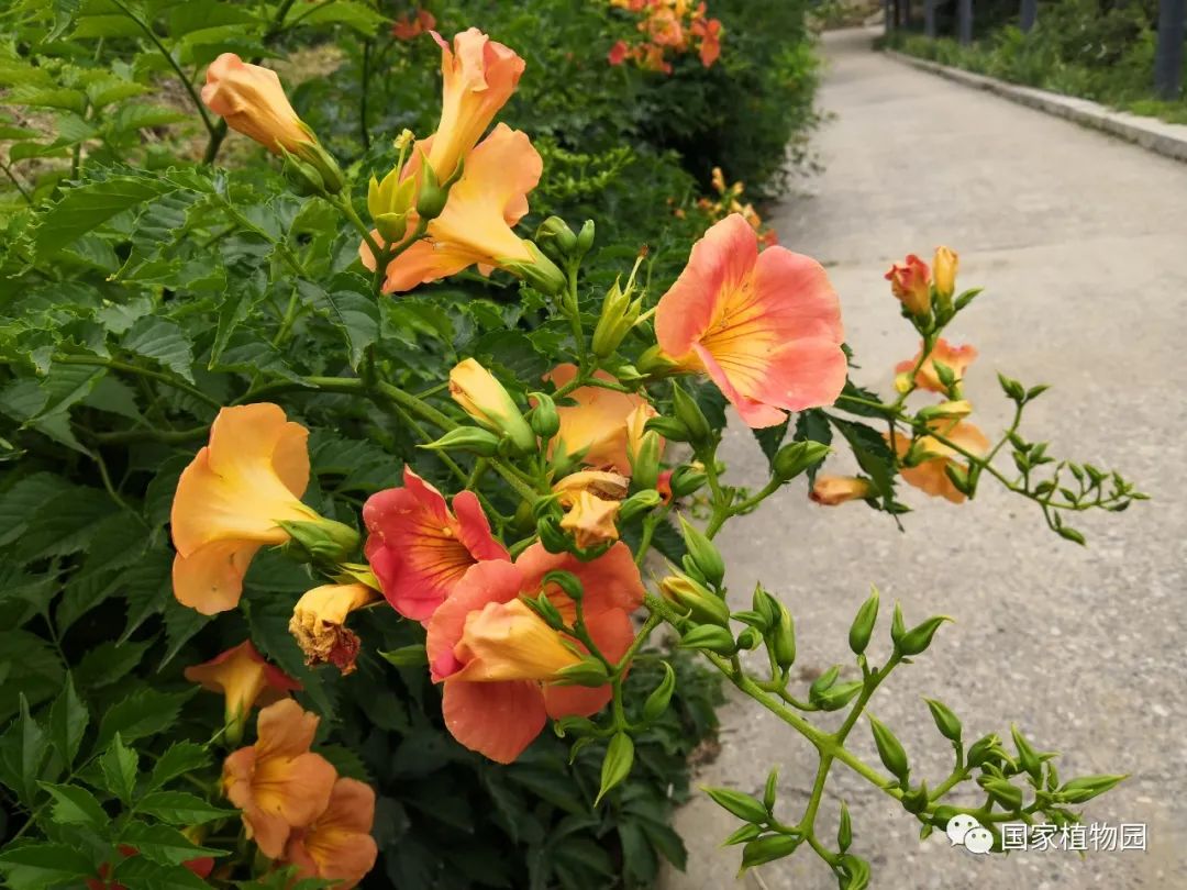 攀援伸展迎风舞,橙花绿叶缀枝头