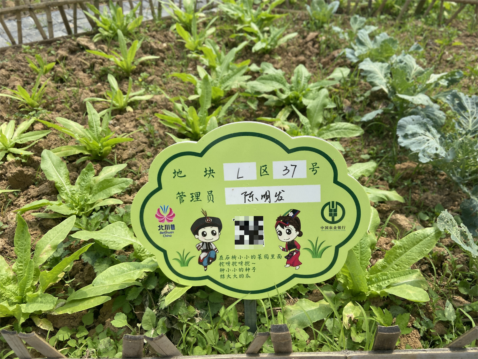 四川北川:开拓"一米菜园" 共享 "云上田园"