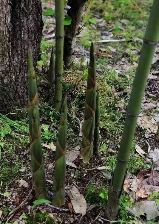 黃岡一男子上山挖竹筍,結果發現了一個這樣的秘密.