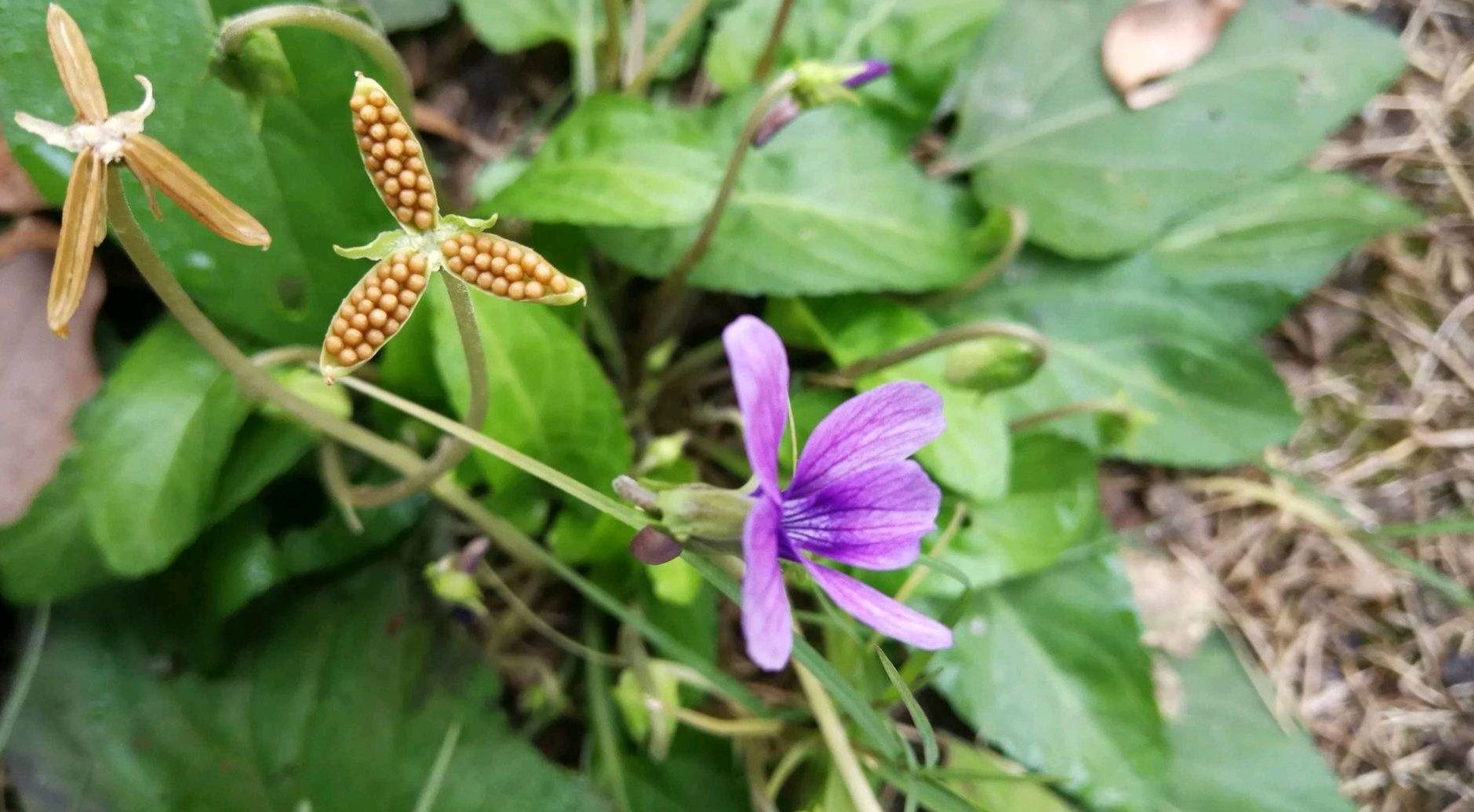 农村美丽的紫花地丁草竟是"蛇毒克星",我也是才了解它的用途!