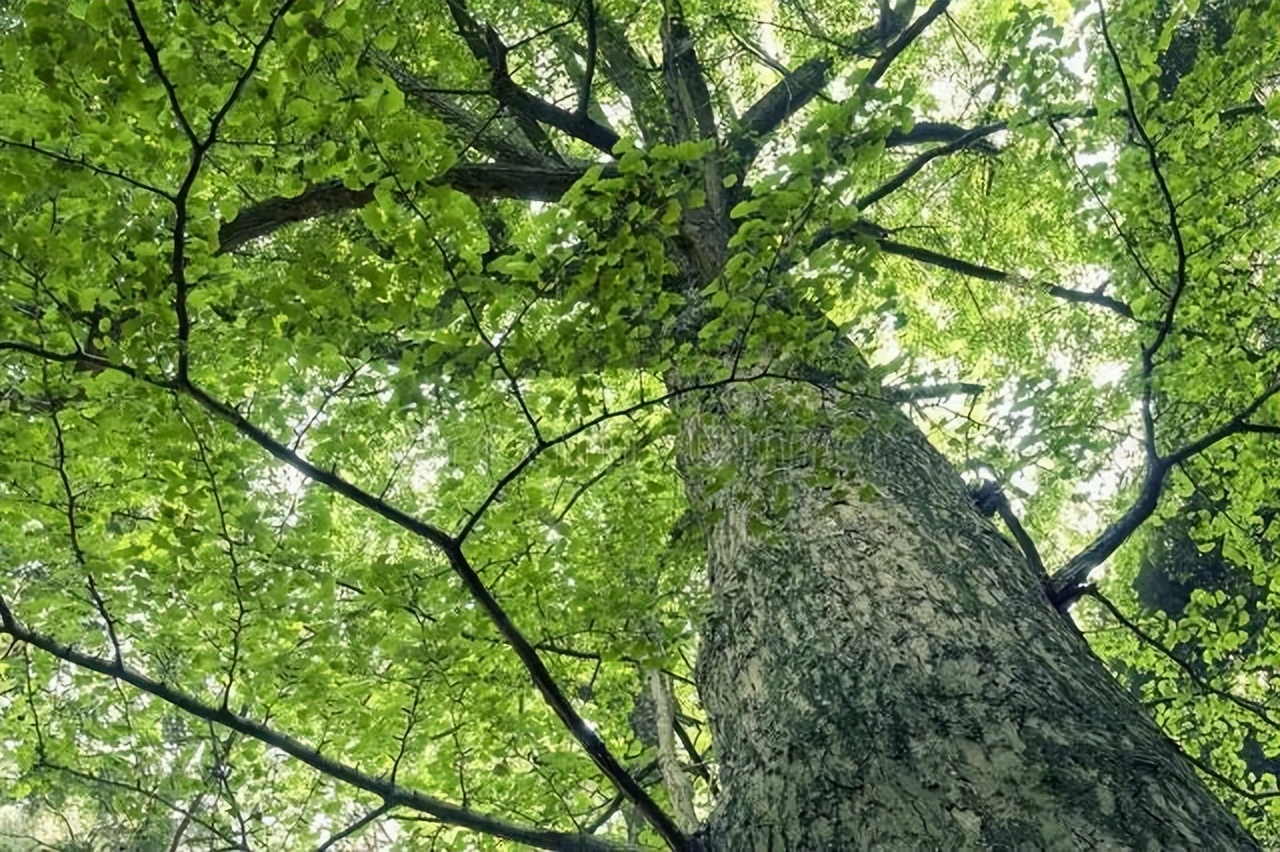 老话说 家有青龙树