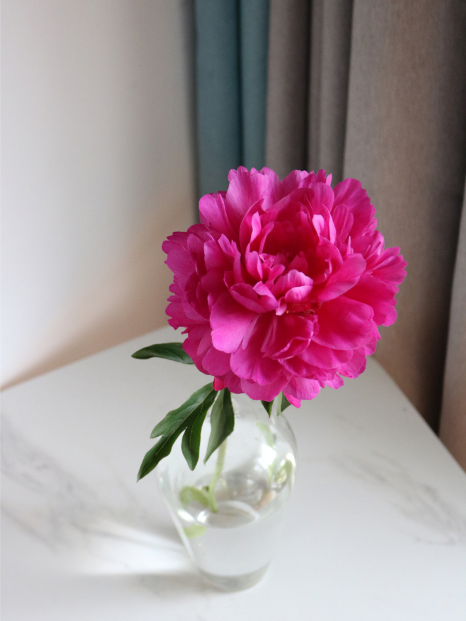 红富士 山东芍药 朵朵红云 贵气逼人 花期尚可 目前没有褪色 #自带