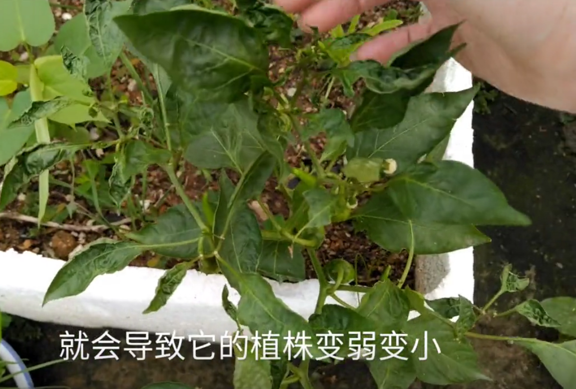 辣椒剪枝剪到果满枝头,记住一口诀,挂的果将架子都要压塌了