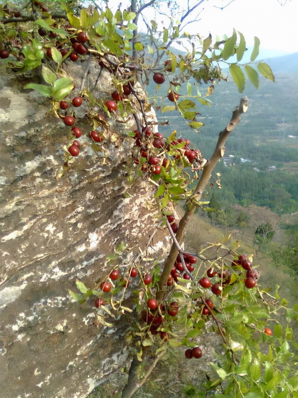 张庆和《峭壁上,那棵酸枣树》|中小学课外阅读美文赏析(六)