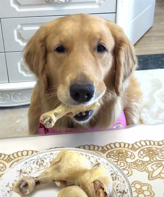 8种"便宜且好养"的狗,新手首选,饲养简单