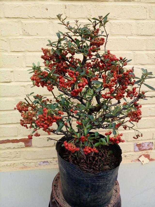 火棘盆景,这样养护,观赏价值更高