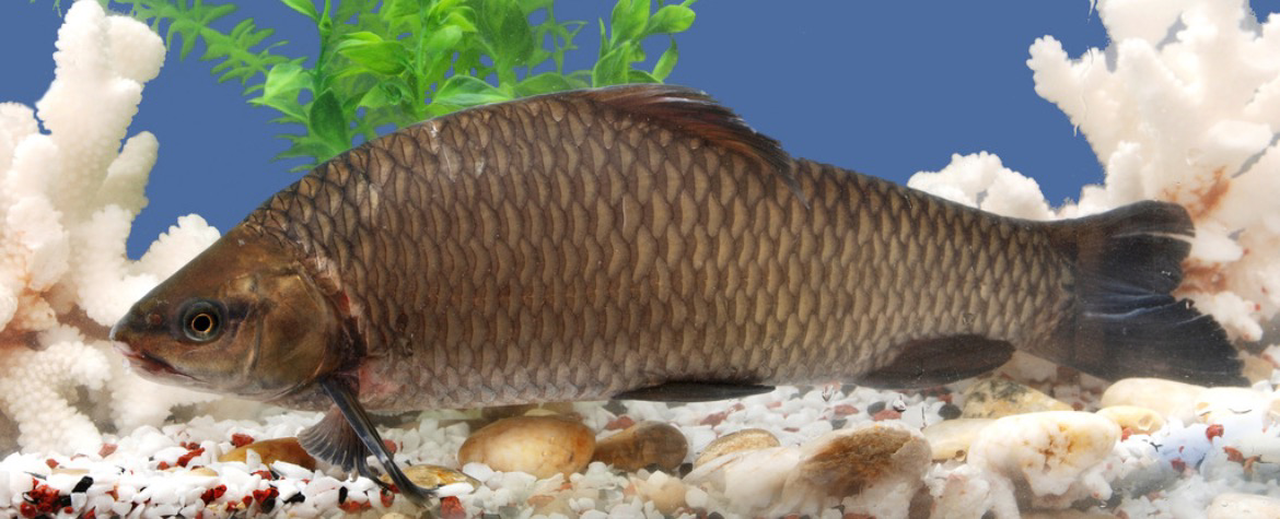 孔雀石绿可以治疗鱼的什么病?