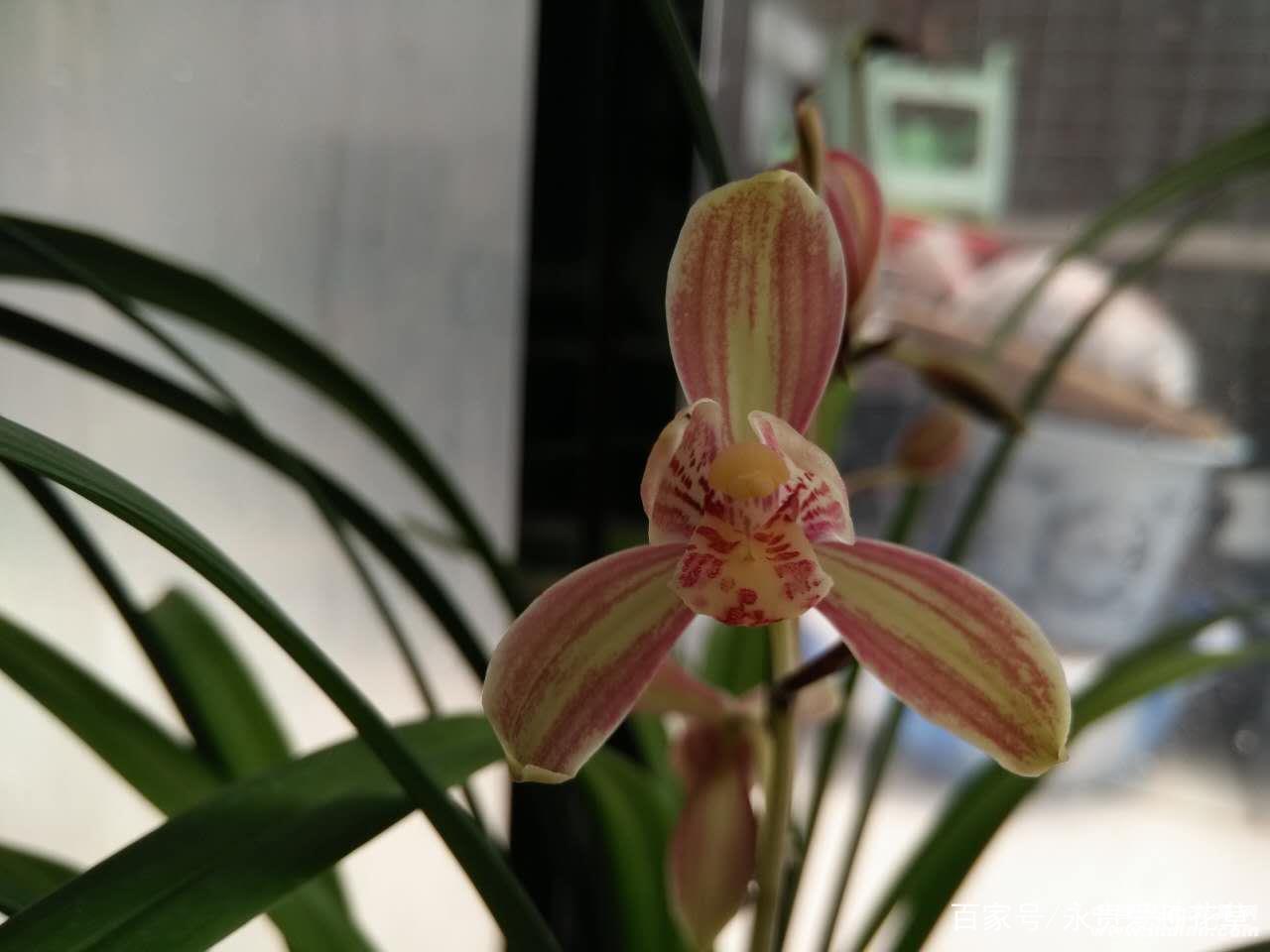 "兰中极品"——帝王妃,花开双色,香味浓郁,收藏价值"极高"