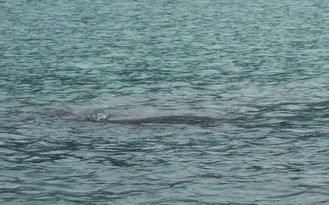 河畔水怪襲人,釣魚釣到死魚,村民人心惶惶:是