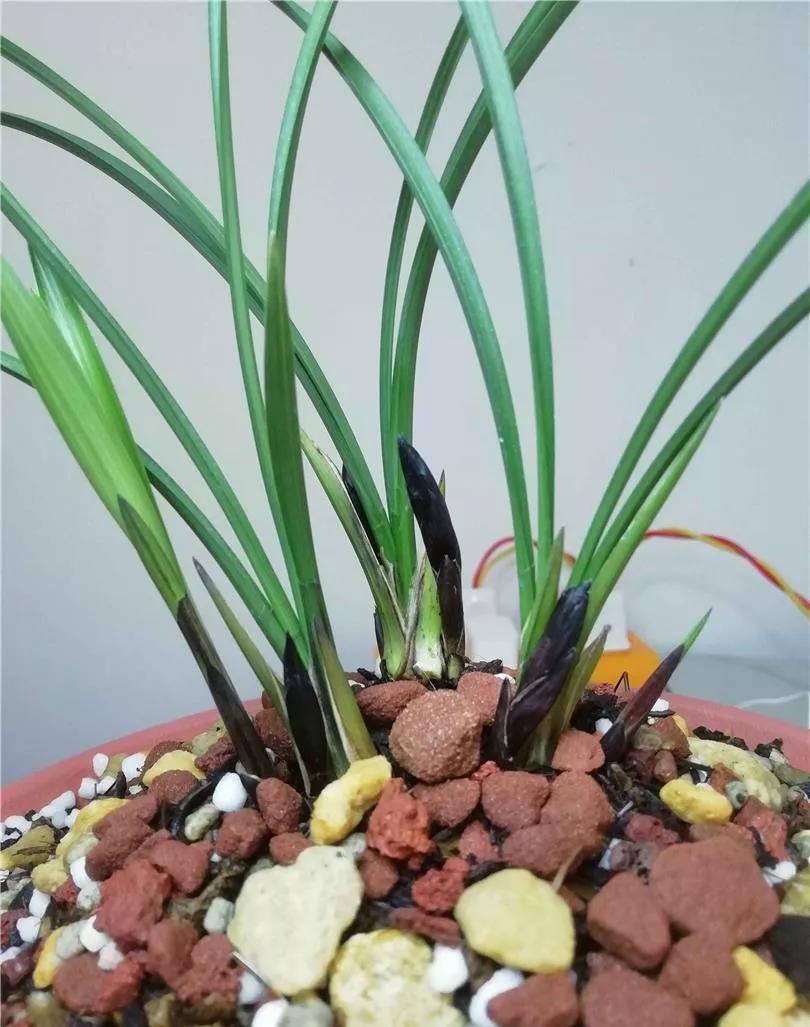 贵州早年有一种非常美丽的娄山红兰花.颜色鲜艳,很难能够得到