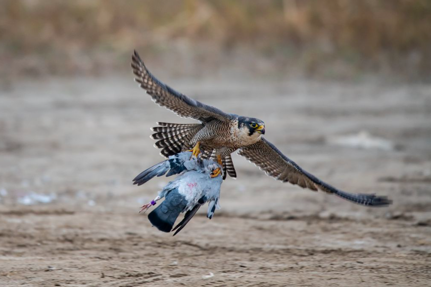 时速386千米,游隼轻轻掠过鸭子头顶,瞬间就将其毙命