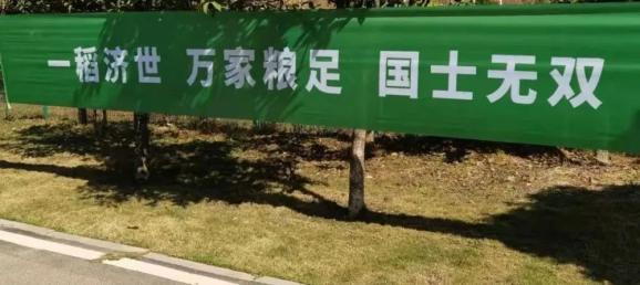 袁隆平院士在长沙安葬,这些细节让人破防:现场"稻浪滚滚"