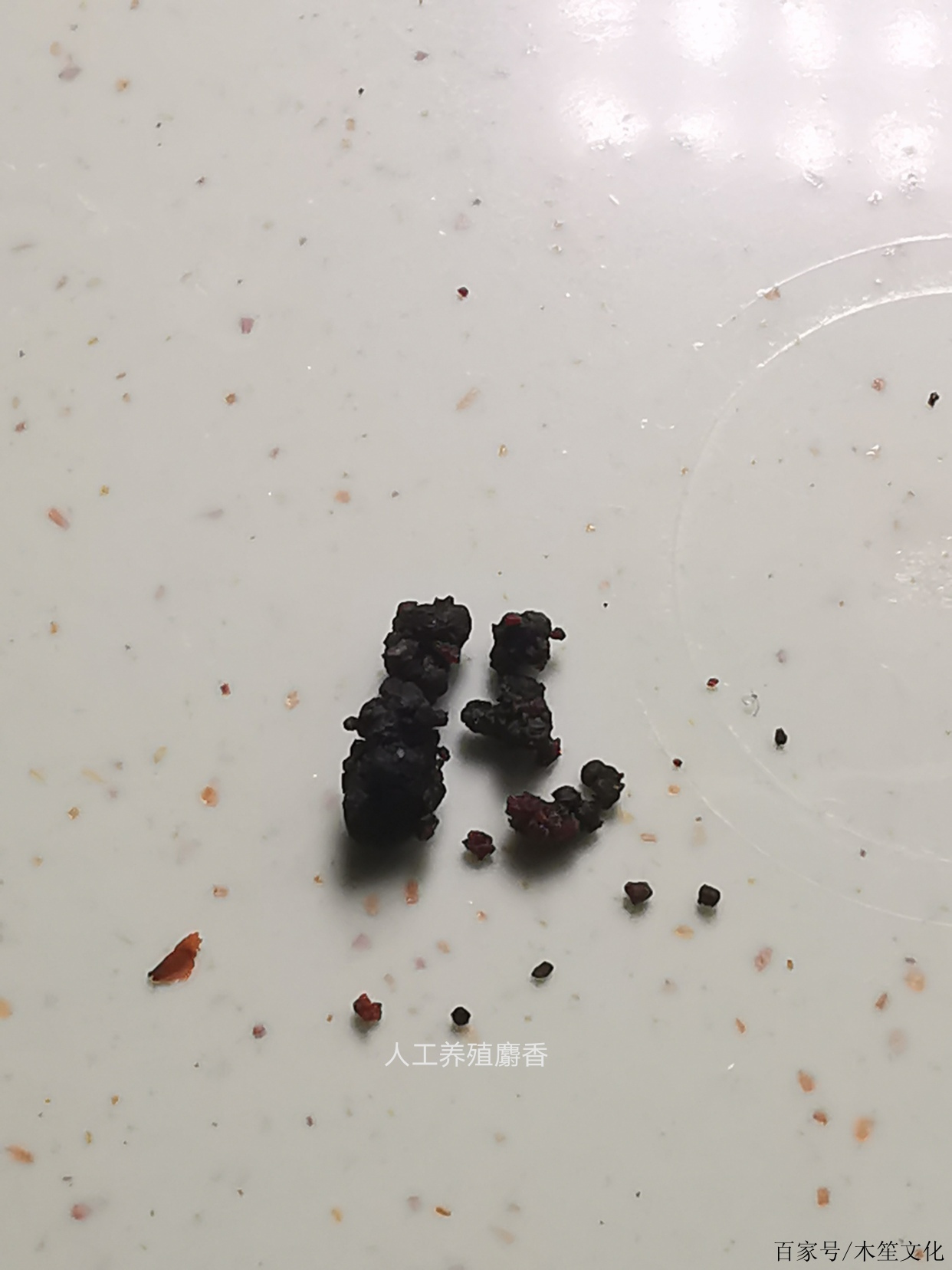 麝香直接聞起來是什麼味道?