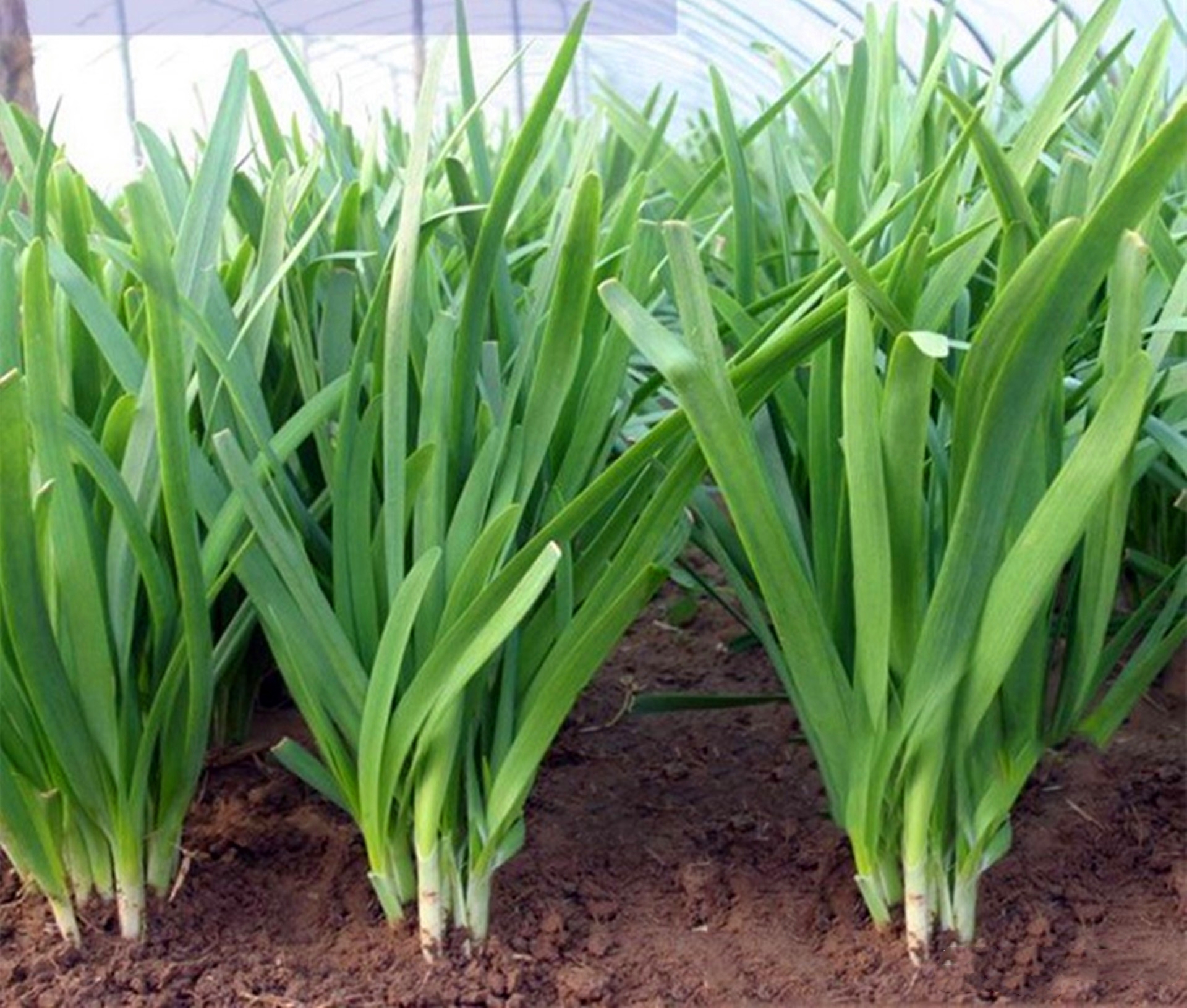 韭菜根移栽产量高,什么时候移栽?如何移栽?