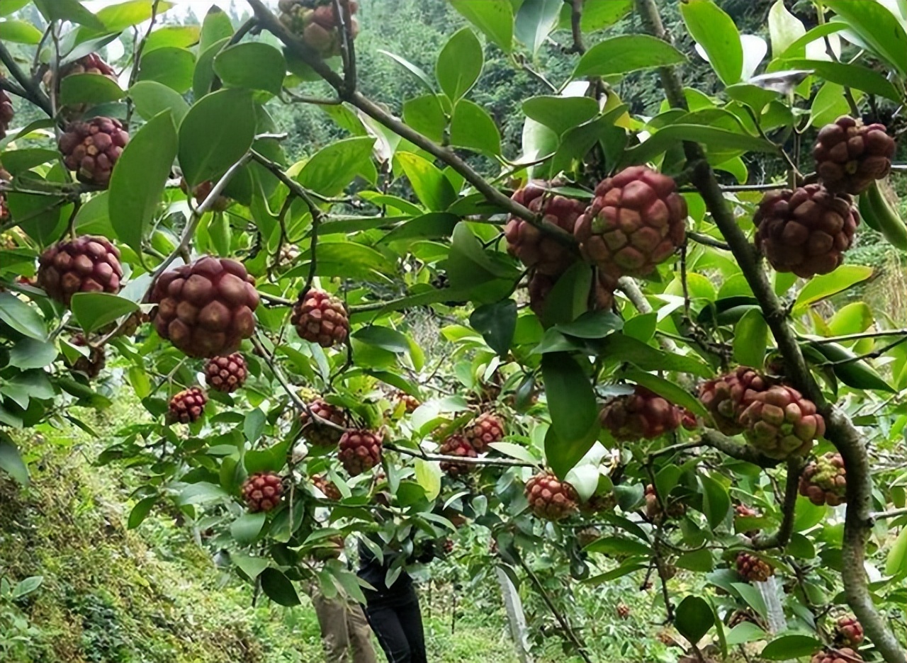 家有空地,种2棵黑老虎,不挑土壤,果实香甜好打理