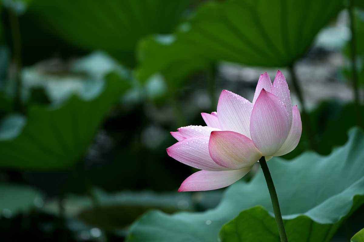 人有百样心,花有百样红,夏季的荷花要这样拍,才能表现纯洁之美