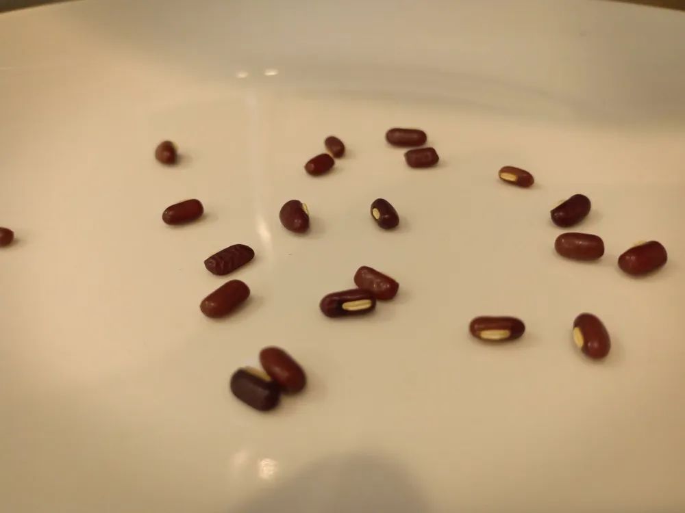 九成人不知道蟑螂最大"天敌"是啥:屋里放它,蟑螂"集体跑光"