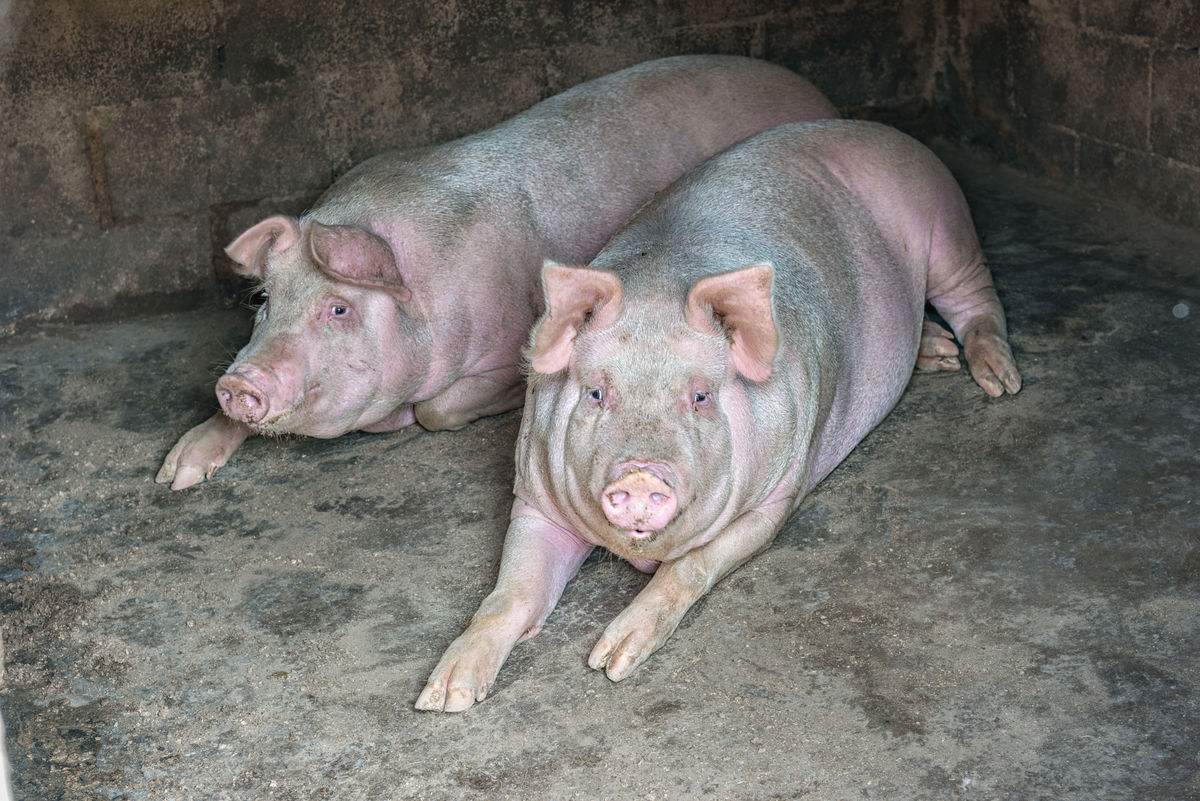 猪蓝耳病用什么药治疗最好?猪得了蓝耳病的症状是什么样的?看!