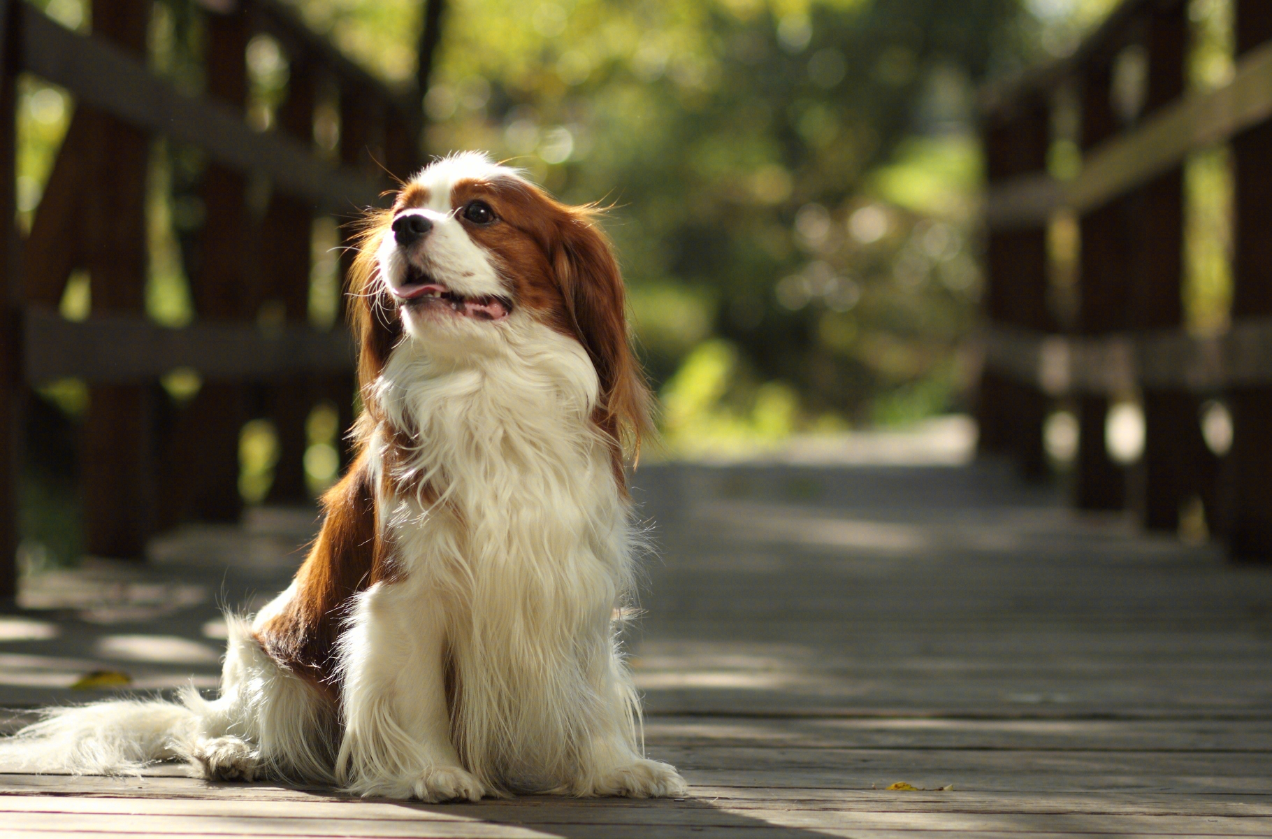 查理王小猎犬壁纸图片