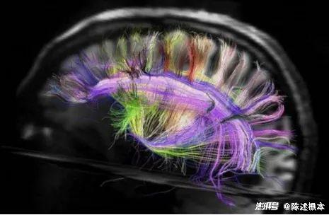 量子传感技术新突破—大脑可穿戴成像