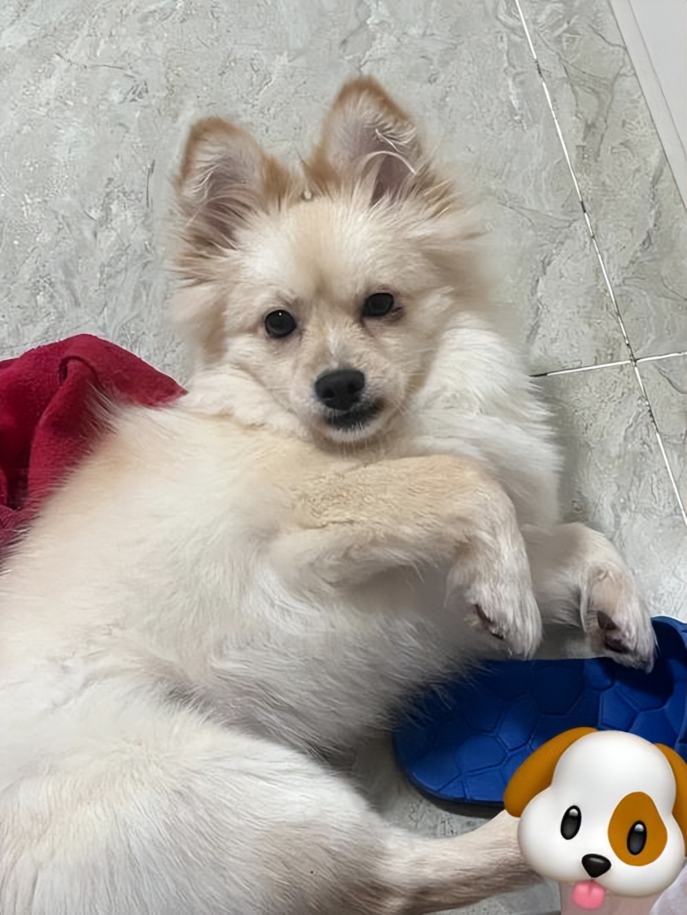 为什么"串串狗"没人养了?只因纯种狗有的,它们没有