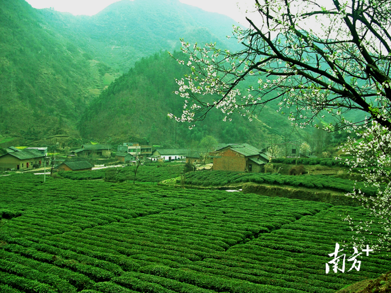 湖北圣水茶场:武当山茶显乾坤|中国十大茶王参评茶企巡礼(97)