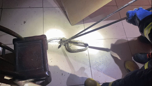 注意了!常德多地上演"蛇出没",2米长大花蛇在房间游荡吓坏居民