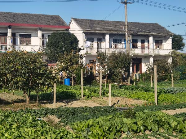 在上海郊区乡村,他们"隐居"种田近十年,如今吸引更多年轻人加入