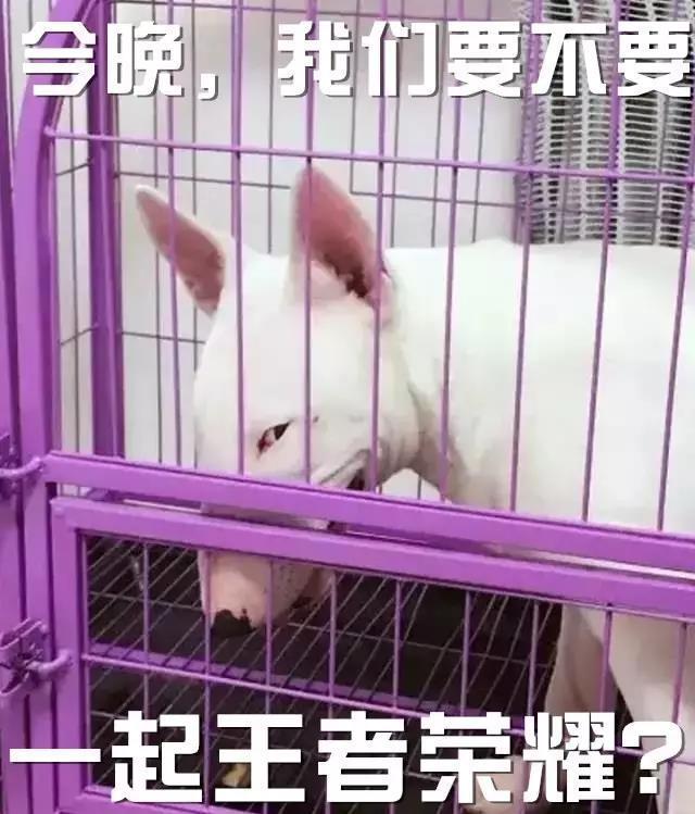 养狗人的快乐,那就是从来不缺表情包!