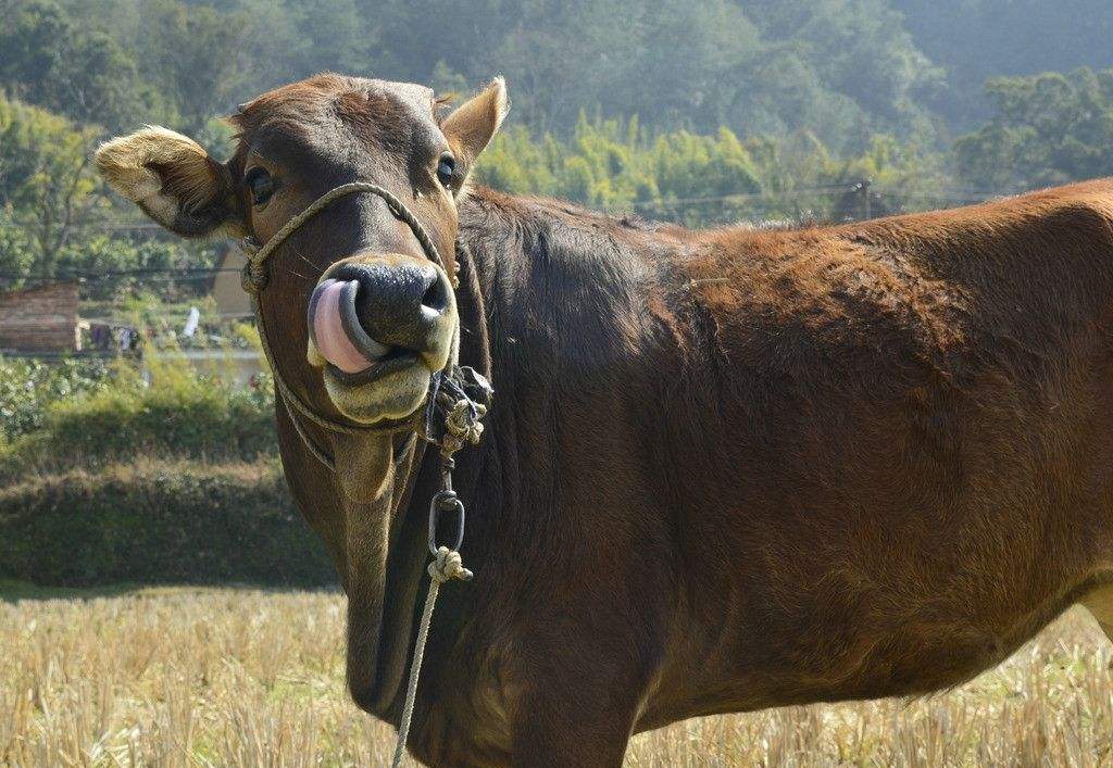 黄牛看到无人机后,以为它要攻击自己,画面令人笑喷!