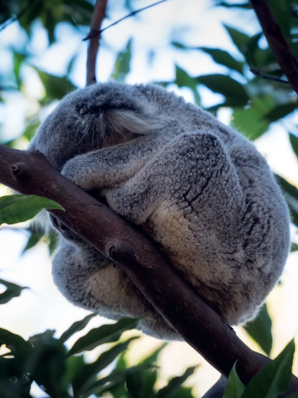 悉尼taronga动物园:和萌宝宝的亲密接触之旅 在悉尼,taronga动物园