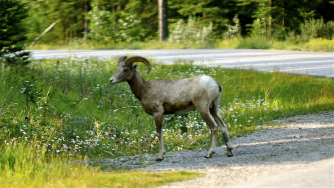 澳大利亚野山羊泛滥成灾,70000美元仅消灭459只,为何没人敢吃?