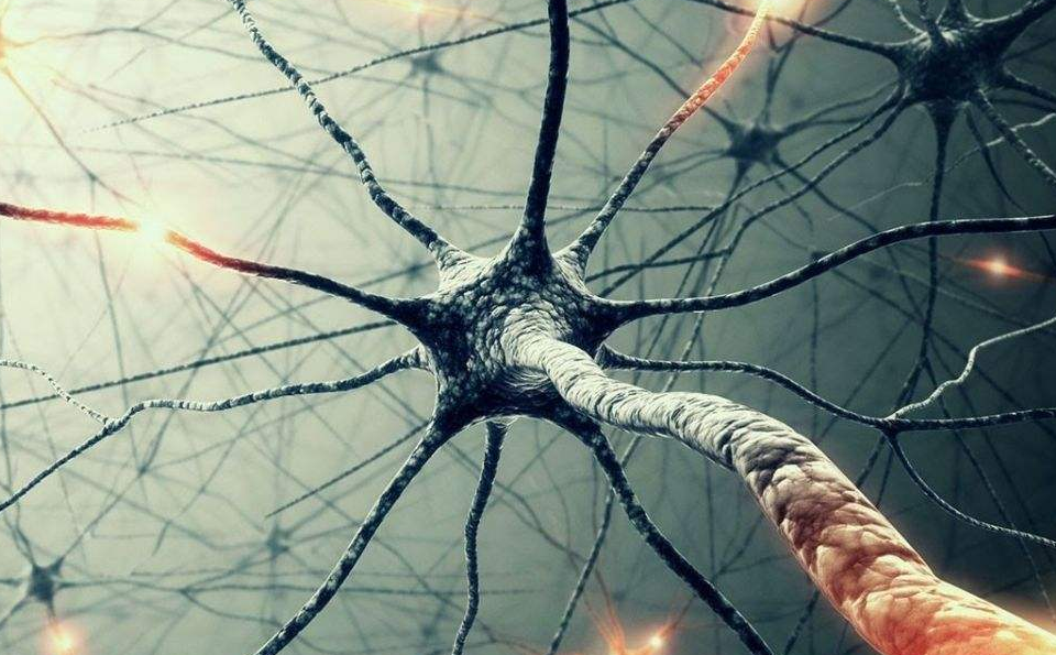 思想之火如何燃烧?一篇让你明白神经元信号传递的生动文章