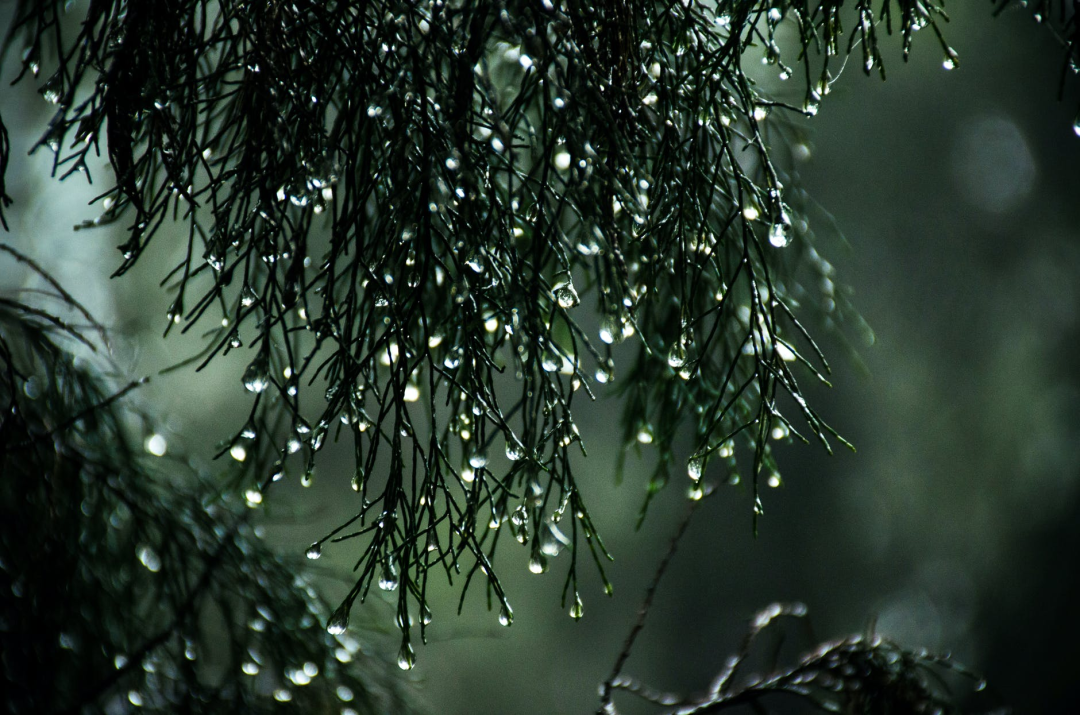 文案春雨敲醒了我的窗子和失眠