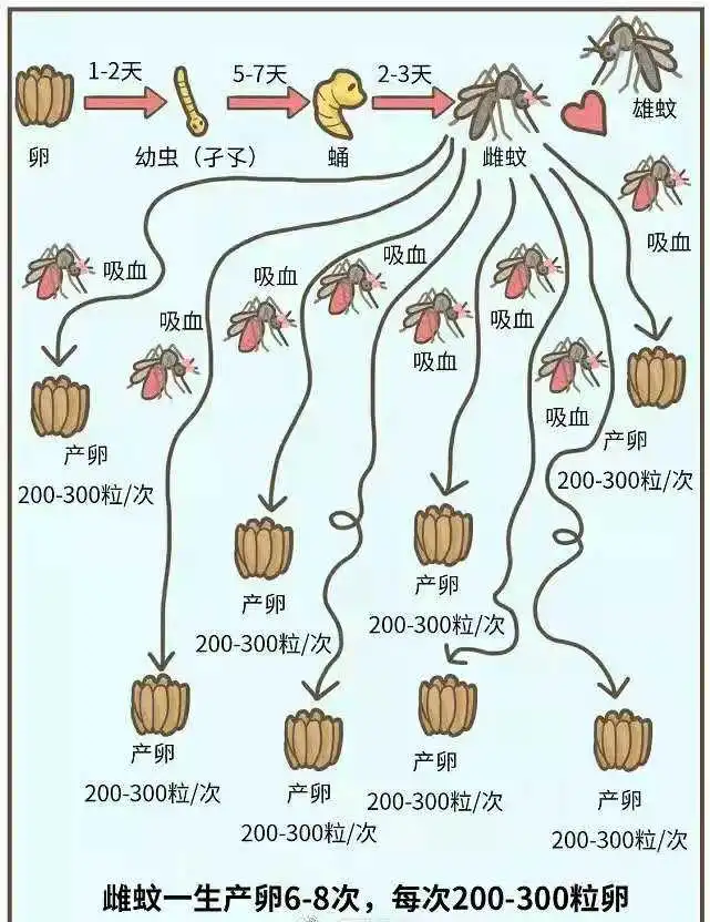 疟蚊和普通蚊子的区别图片