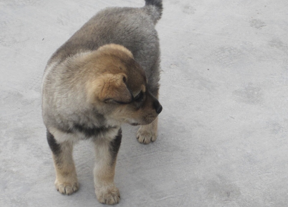 把几条三个月大的小土狗放入深山,会不会死,活下来几率有多大?