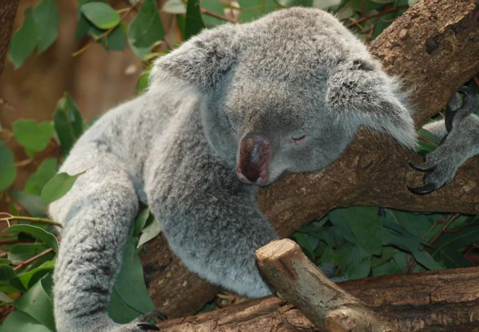 考拉一点儿也不懒 考拉的反射弧特别长,嚼着最爱的桉树