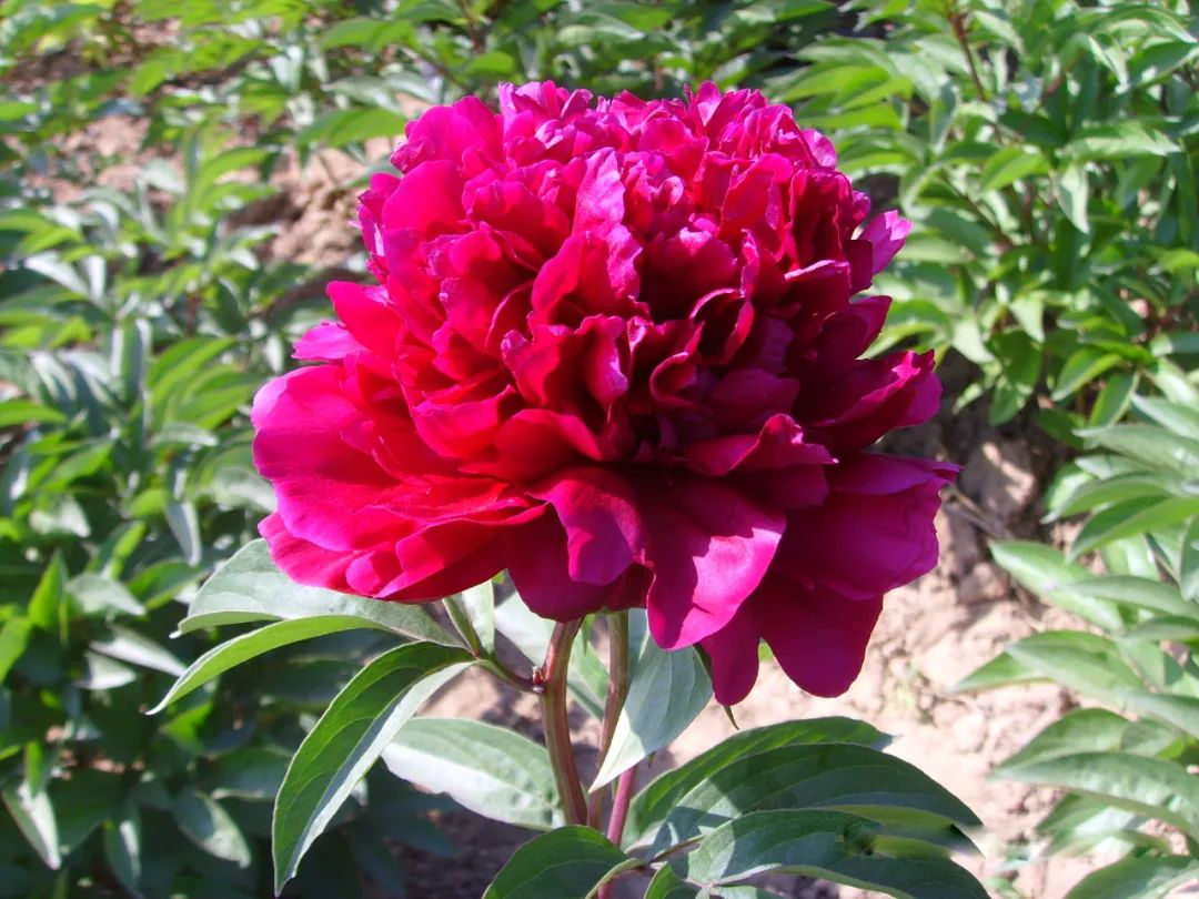 立夏赏芍药丨五月花神芍药品种图鉴太惊艳啦