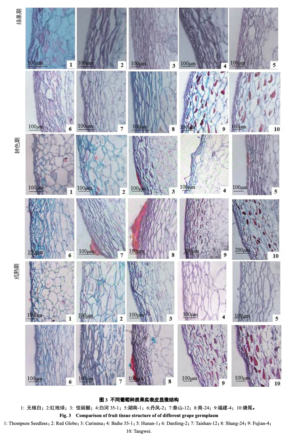 中国野生葡萄果皮解剖结构与白粉病抗性的相关性研究